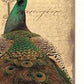 Set Of Two Peacock 1 White Framed Print Wall Art