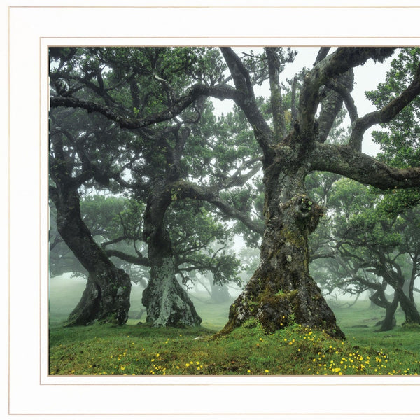 Enchanted Forest I 2 White Framed Print Wall Art